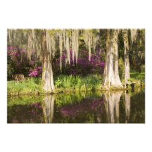 USA, South Carolina, Charleston. Cypress Trees Photo Art