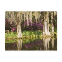 USA, South Carolina, Charleston. Cypress Trees Postcard
