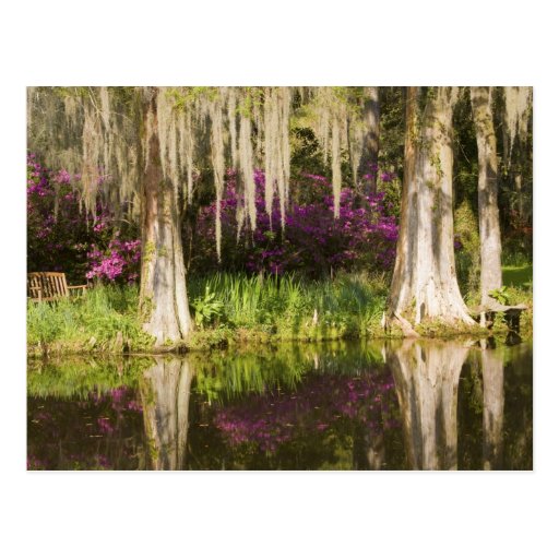 USA, South Carolina, Charleston. Cypress Trees 2 Post Cards