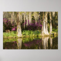 USA, South Carolina, Charleston. Cypress Trees