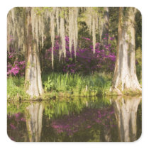USA, South Carolina, Charleston. Cypress Trees Sticker