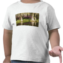 USA, South Carolina, Charleston. Cypress Trees Tees