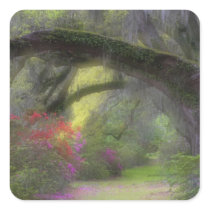 USA, South Carolina, Magnolia Gardens. Square Sticker