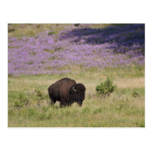 USA, South Dakota, American bison (Bison bison) Postcards