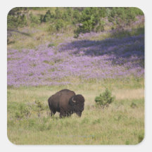 USA, South Dakota, American bison (Bison bison) Sticker