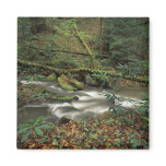 environment, forest, landscape, tennessee, adam