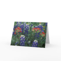USA, Texas Hill Country. Bluebonnets and