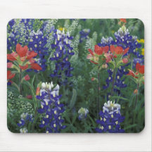 USA, Texas Hill Country. Bluebonnets and Mousepads