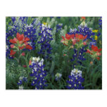 USA, Texas Hill Country. Bluebonnets and Post Card