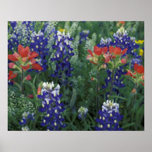 USA, Texas Hill Country. Bluebonnets and Print