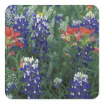 USA, Texas Hill Country. Bluebonnets and