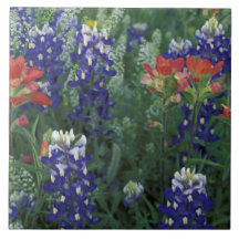 USA, Texas Hill Country. Bluebonnets and Ceramic Tiles