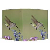 USA, Texas, Hill Country. Female black-chinned Vinyl Binder