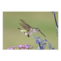 USA, Texas, Hill Country. Female black-chinned