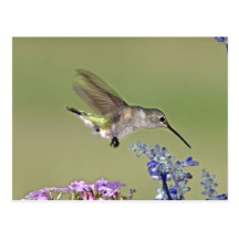USA, Texas, Hill Country. Female black-chinned Post Cards