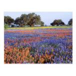 USA, Texas, Llano. Bluebonnets and redbonnets Postcards