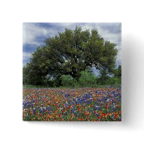 USA, Texas, Marble Falls Paintbrush and Pin