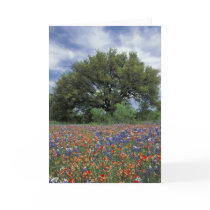 USA, Texas, Marble Falls Paintbrush and Card