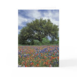 USA, Texas, Marble Falls Paintbrush and Card