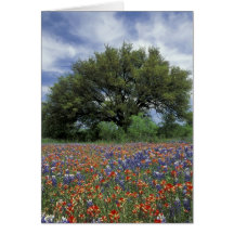 USA, Texas, Marble Falls Paintbrush and Card