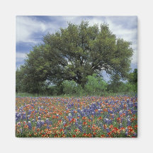 USA, Texas, Marble Falls Paintbrush and Magnets