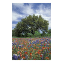 USA, Texas, Marble Falls Paintbrush and Photo Art