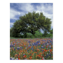 USA, Texas, Marble Falls Paintbrush and Postcard