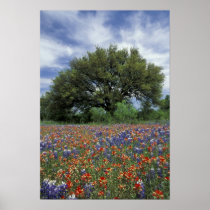 USA, Texas, Marble Falls Paintbrush and