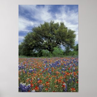 USA, Texas, Marble Falls Paintbrush and Poster