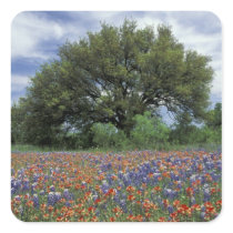 USA, Texas, Marble Falls Paintbrush and Sticker