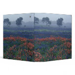 USA, Texas, near Lytle Fog, oaks, blue bonnets binders