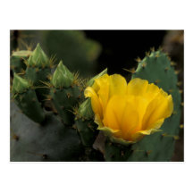 USA, Texas, Prickly Pear Cactus in bloom. Post Cards