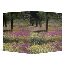 USA, Texas, Sand Verbena and Brown-eyed Binder