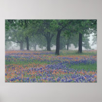 USA, Texas, Texas Hill Country Expansive field