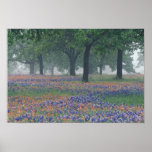 USA, Texas, Texas Hill Country Expansive field Posters