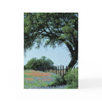 USA, Texas, Texas Hill Country Paintbrush and Greeting Card