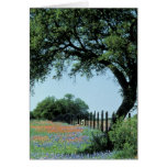 USA, Texas, Texas Hill Country Paintbrush and Greeting Card