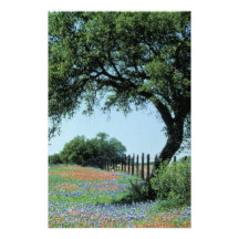 USA, Texas, Texas Hill Country Paintbrush and Photo