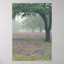 USA, Texas. Texas paintbrush and bluebonnets