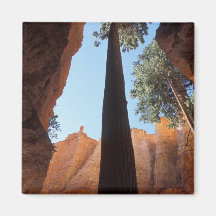 USA, Utah, Bryce Canyon National Park. Tall Fridge Magnet