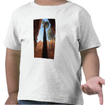 USA, Utah, Bryce Canyon National Park. Tall Tees