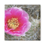 USA, Utah, Canyonlands NP, Desert Prickly Pear Magnet
