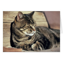 USA, Utah, Capitol Reef NP. Sleeping tabby cat Card
