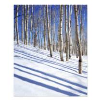 USA, Utah, Dixie National Forest, Aspen Grove
