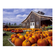 USA, Vermont, Shelbourne, Pumpkins Postcard