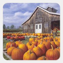 USA, Vermont, Shelbourne, Pumpkins Stickers