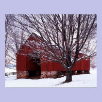 USA, Virginia, Fairfax County, Barn and Maple posters