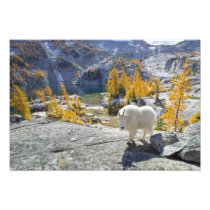 USA, WA, Alpine Lakes WIlderness Enchantments.