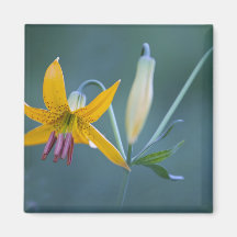 USA, WA, Mt. Rainier National Park. Columbia Fridge Magnet