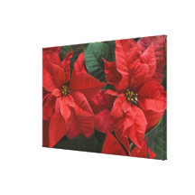 USA, WA, Red Poinsettia Detail (Euphorbia Stretched Canvas Print